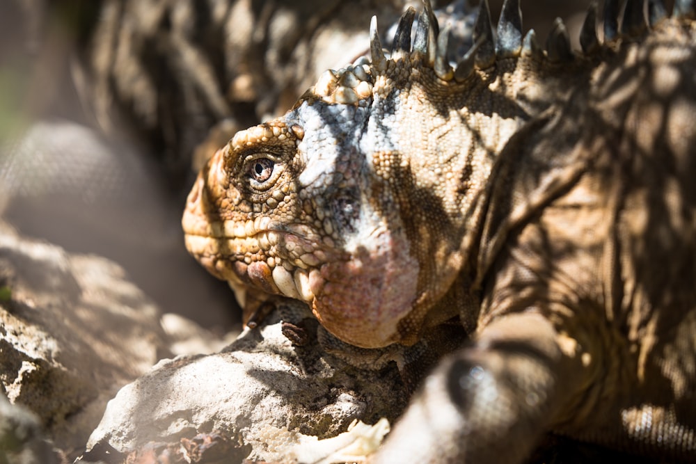 closeup photography of komodo dragon