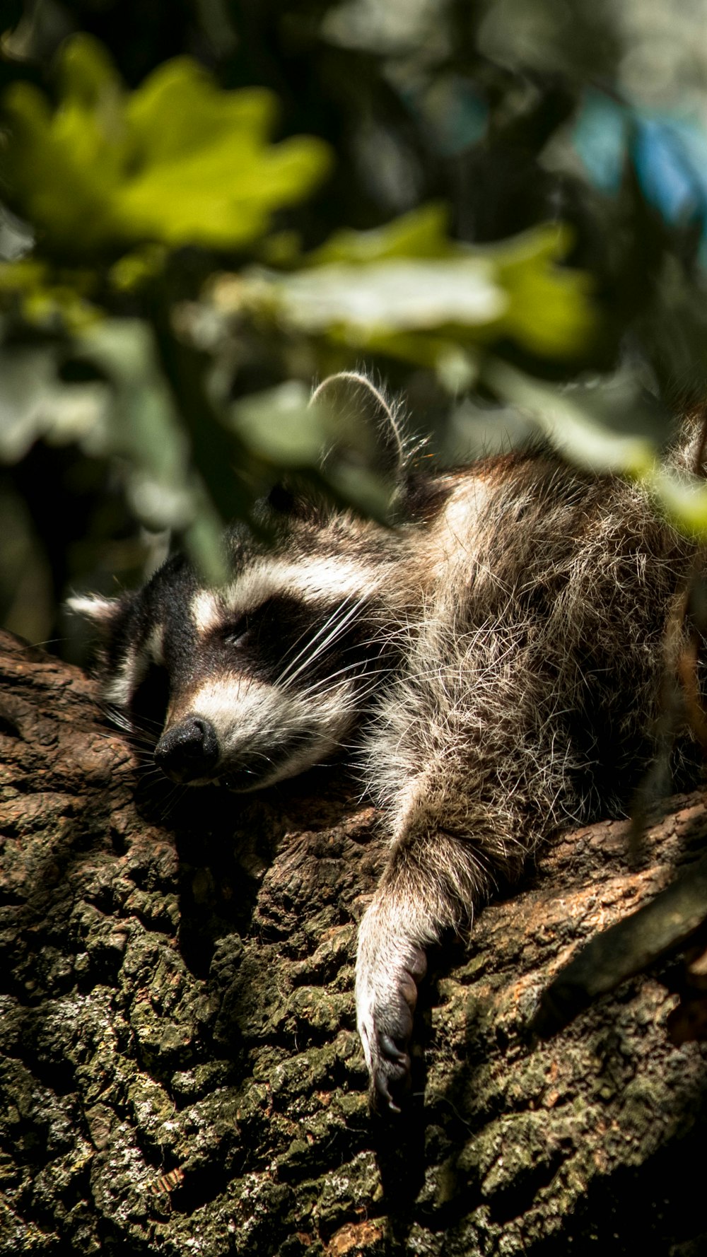 Fotografía de primer plano de mapache en un árbol durante el día