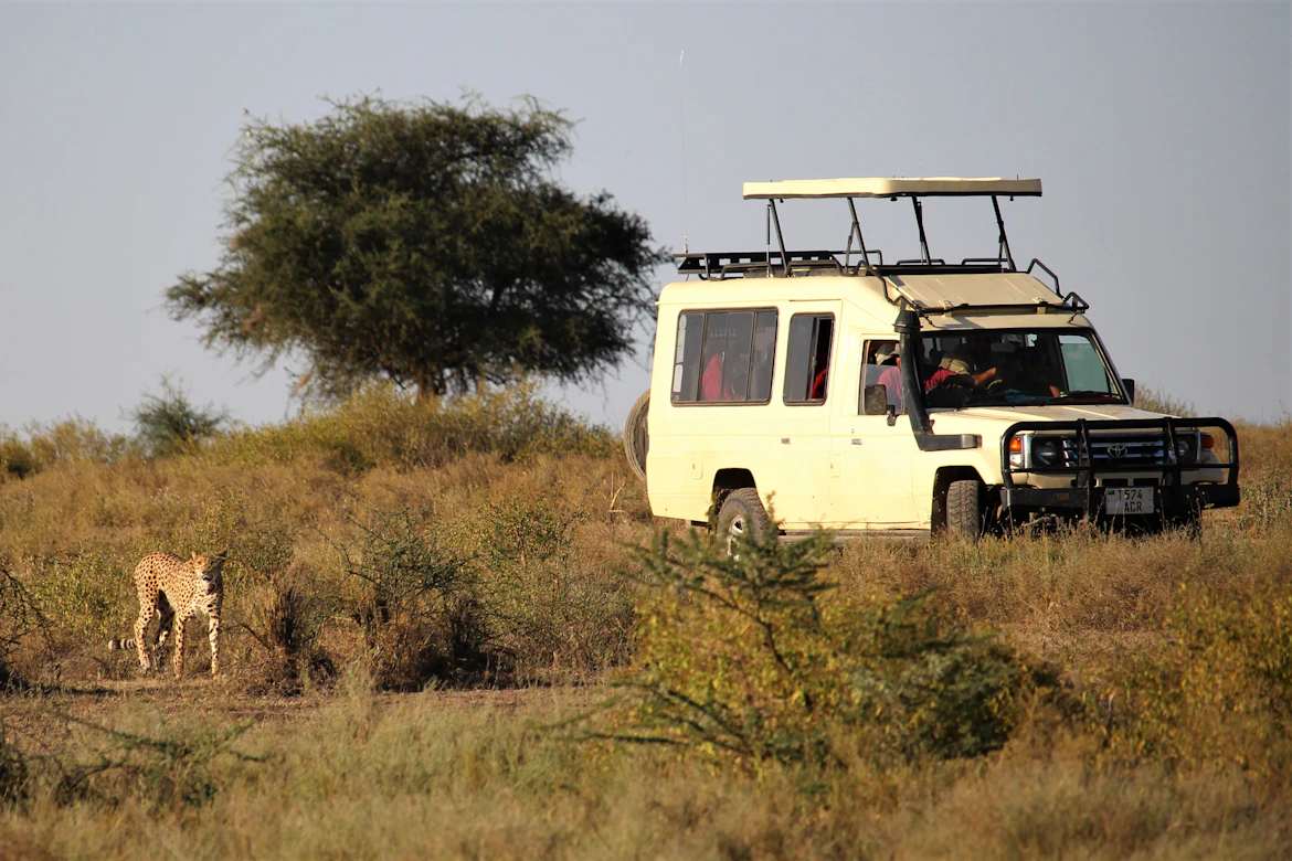 Safari vehicle looking at wildlife