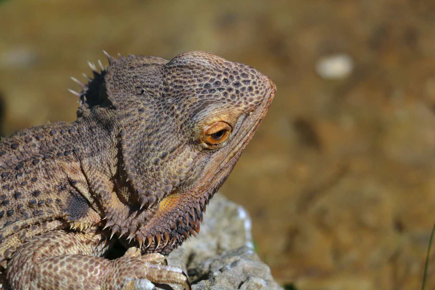 Pogona (dragón barbudo) posado sobre una roca
