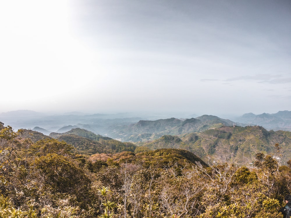 mountain covered by trees