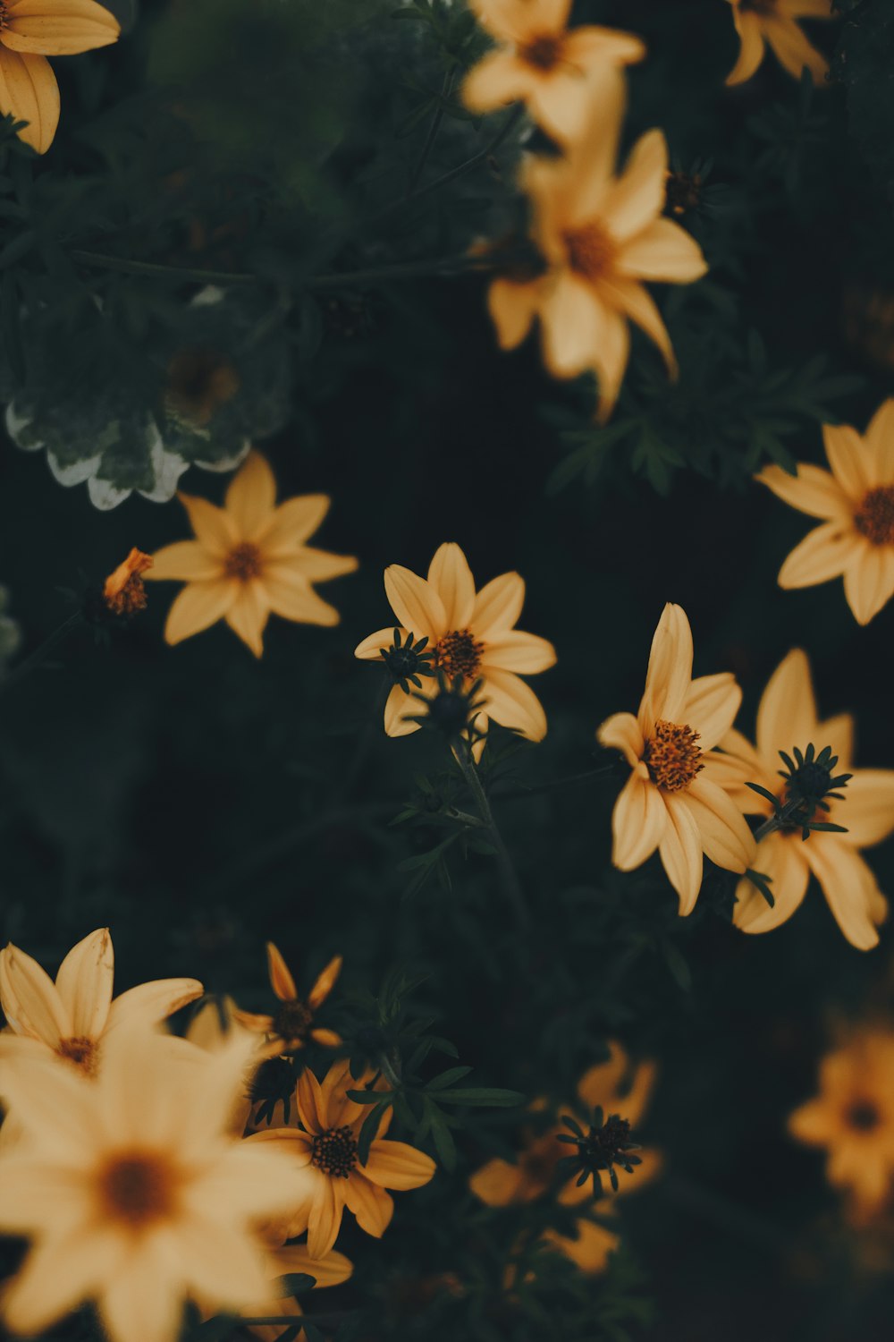 yellow flowers