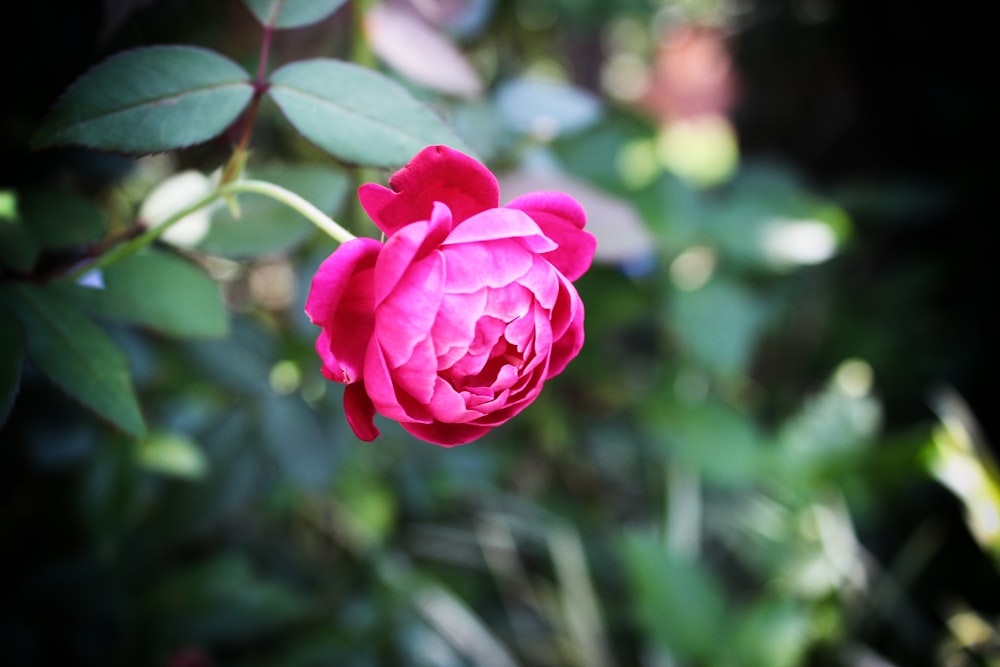 closeup photography of pink cluster flower