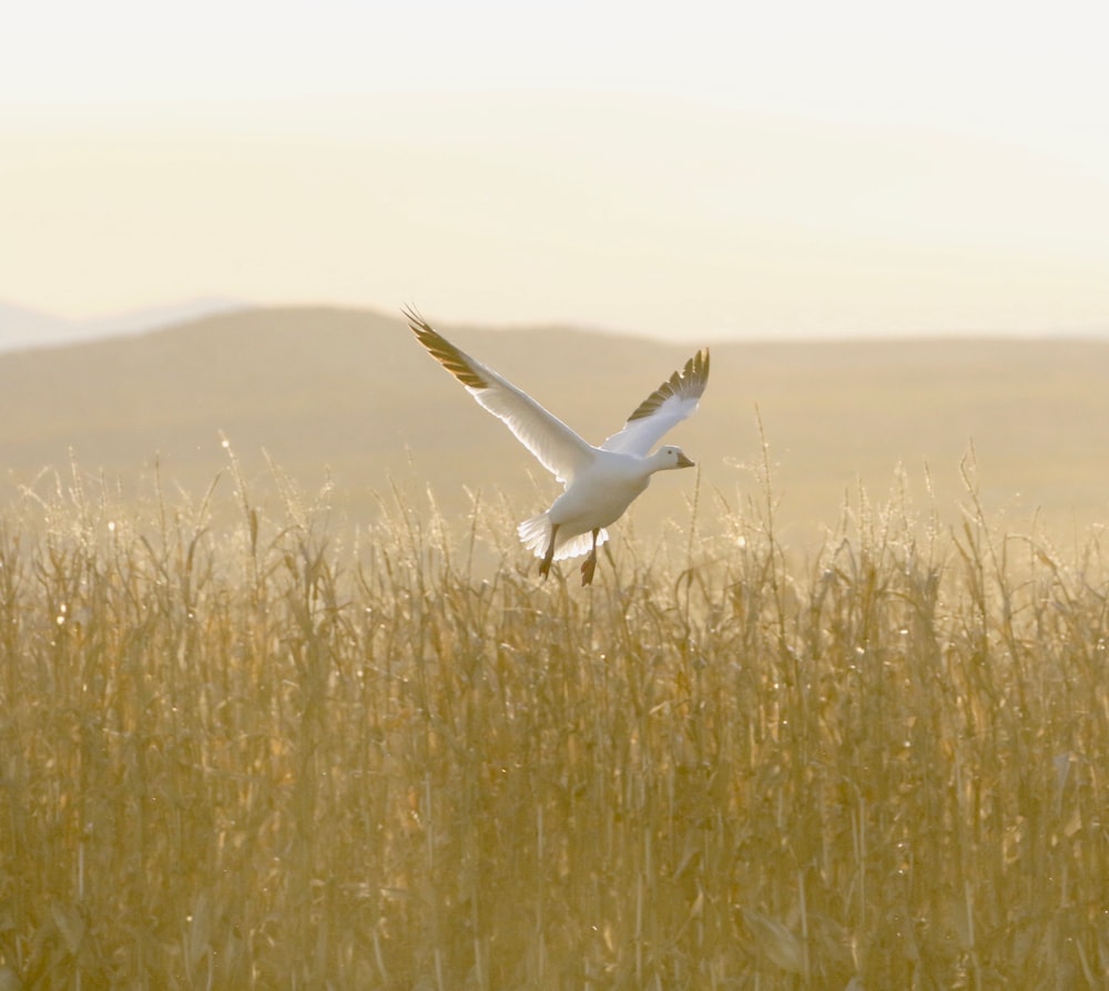 white duck flying on wheat field