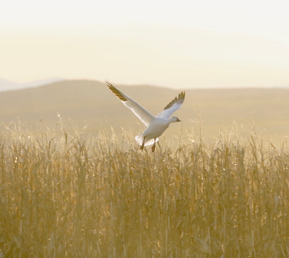 Weiße Ente fliegt auf Weizenfeld