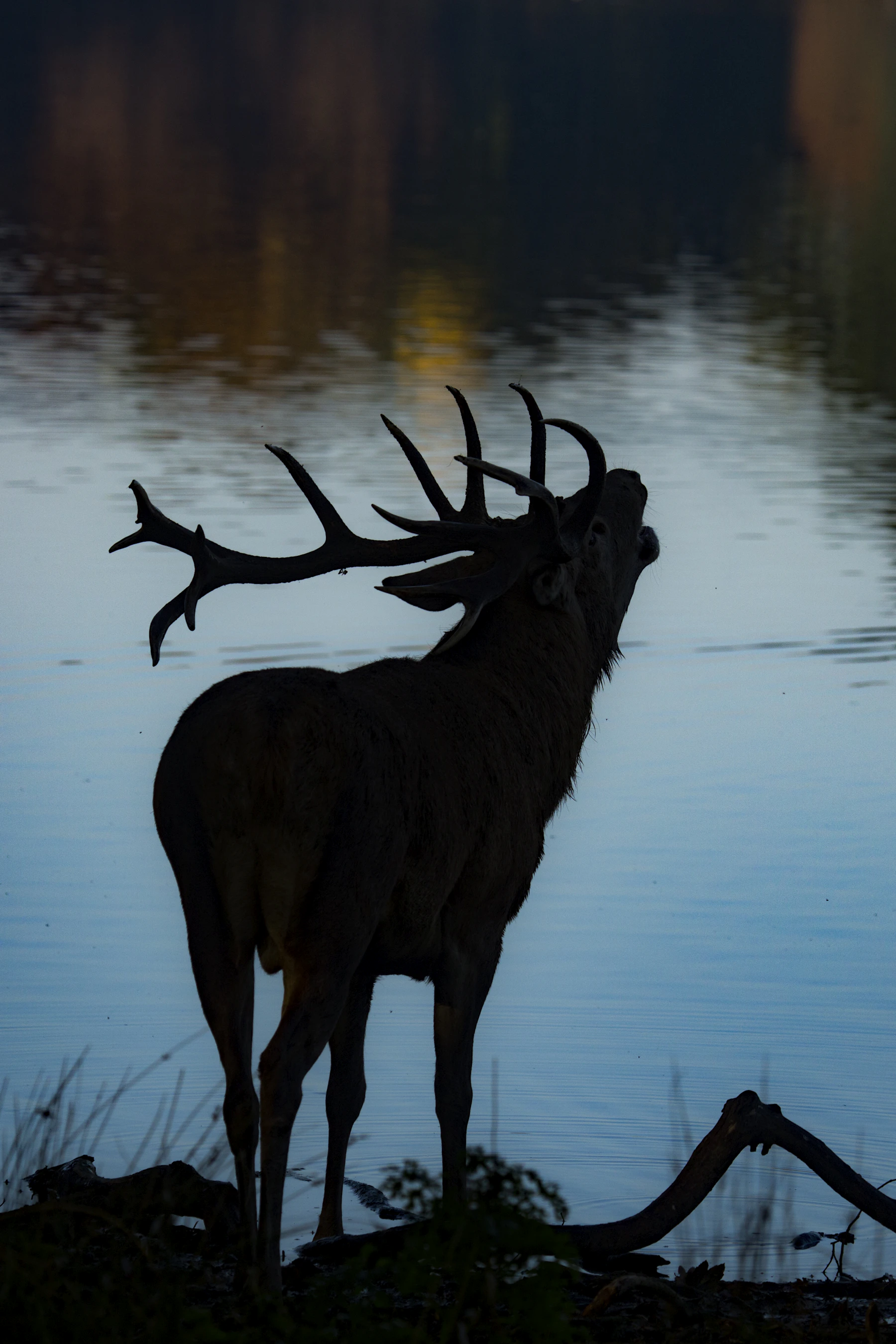 Silhouette of a deer beside still water at dusk