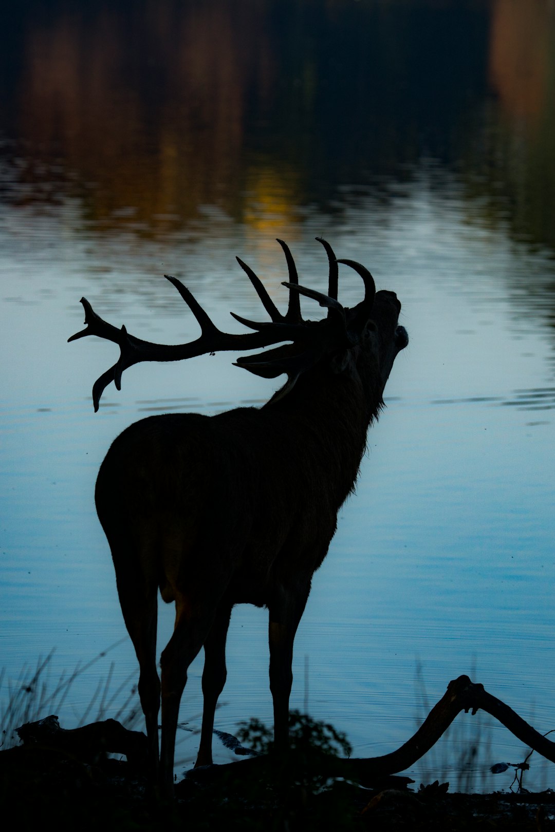 silhouette of deer beside body of water