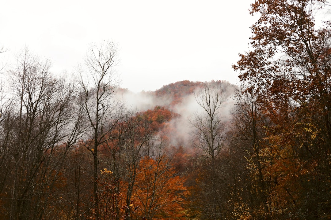 trees near mountain during daytime