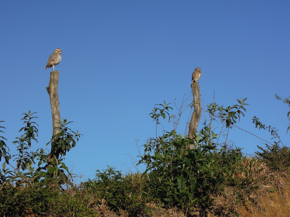 two birds on tree slab under clear blue sky