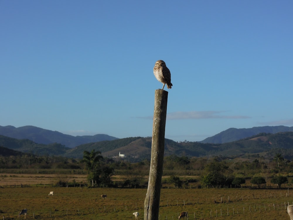 uccello sull'albero durante il giorno