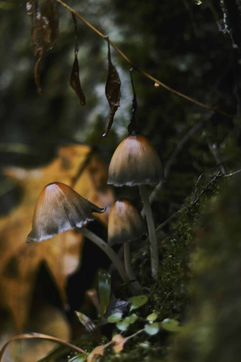 close-up photography of brown mushroom