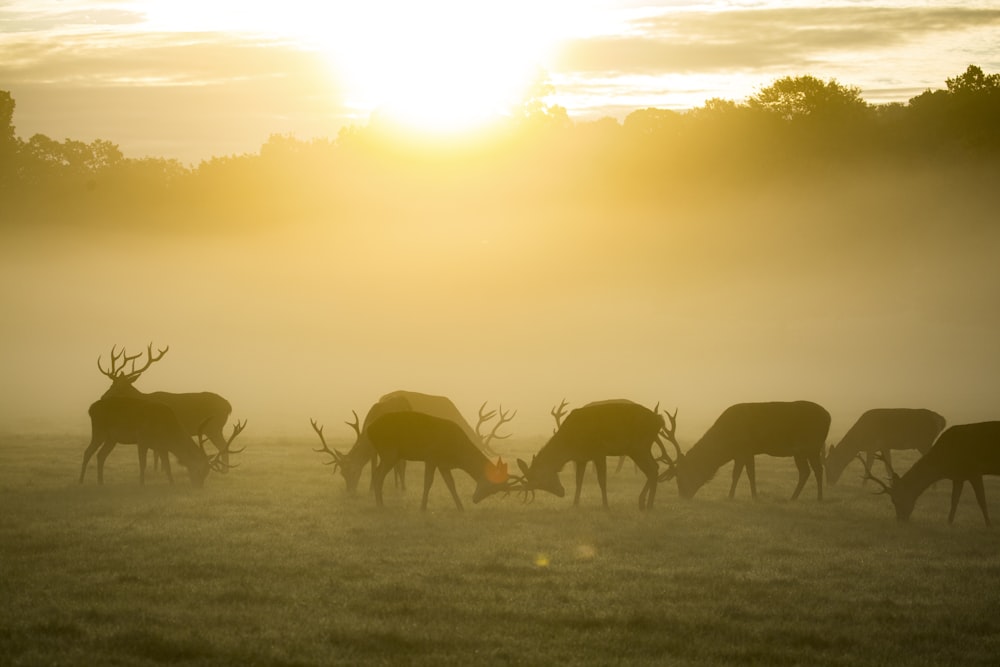 silhouette of group of deer during golden hour