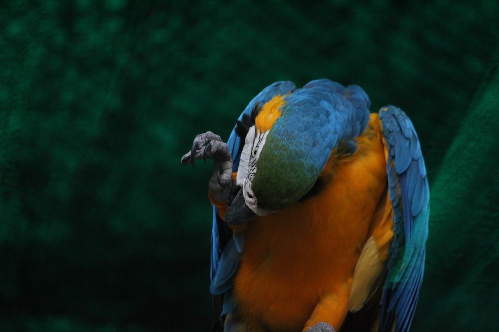 Blue-and-yellow macaw close-up photography
