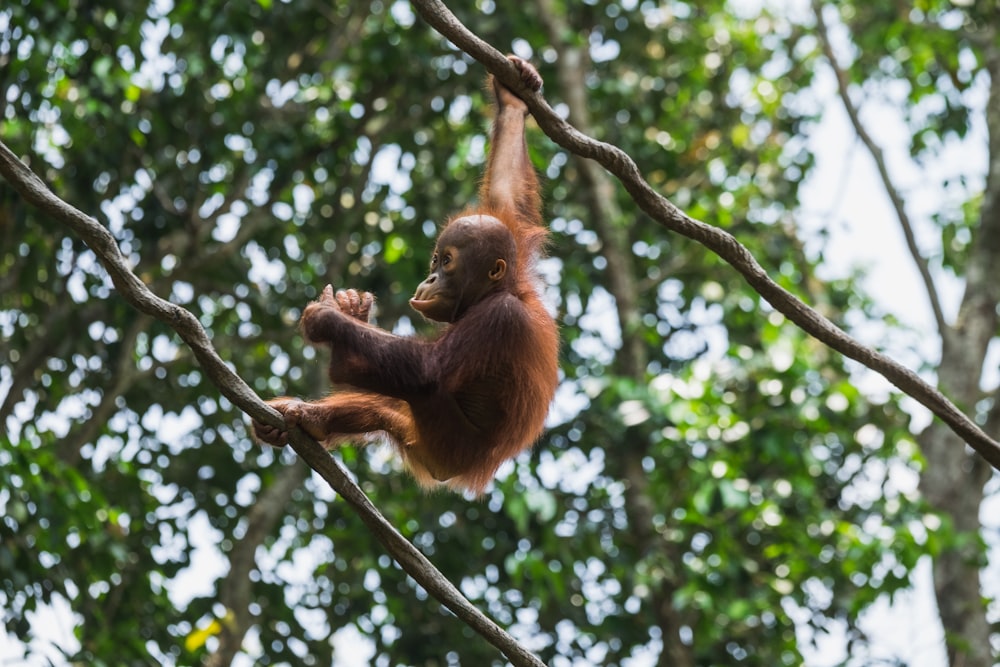 brown baby monkey on twigs during daytime