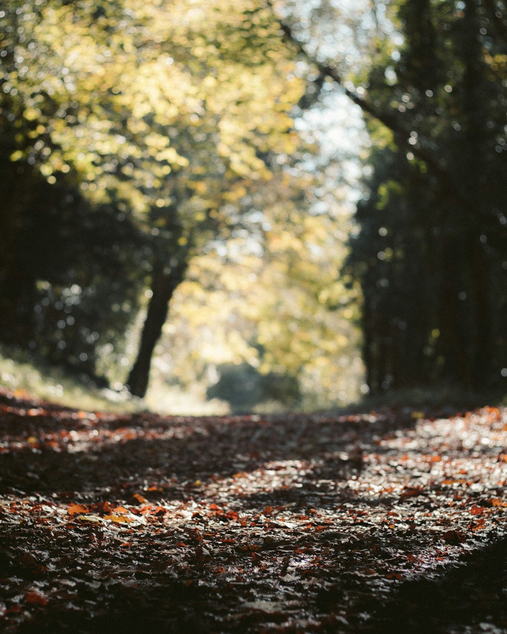 Camino vacío a través del bosque