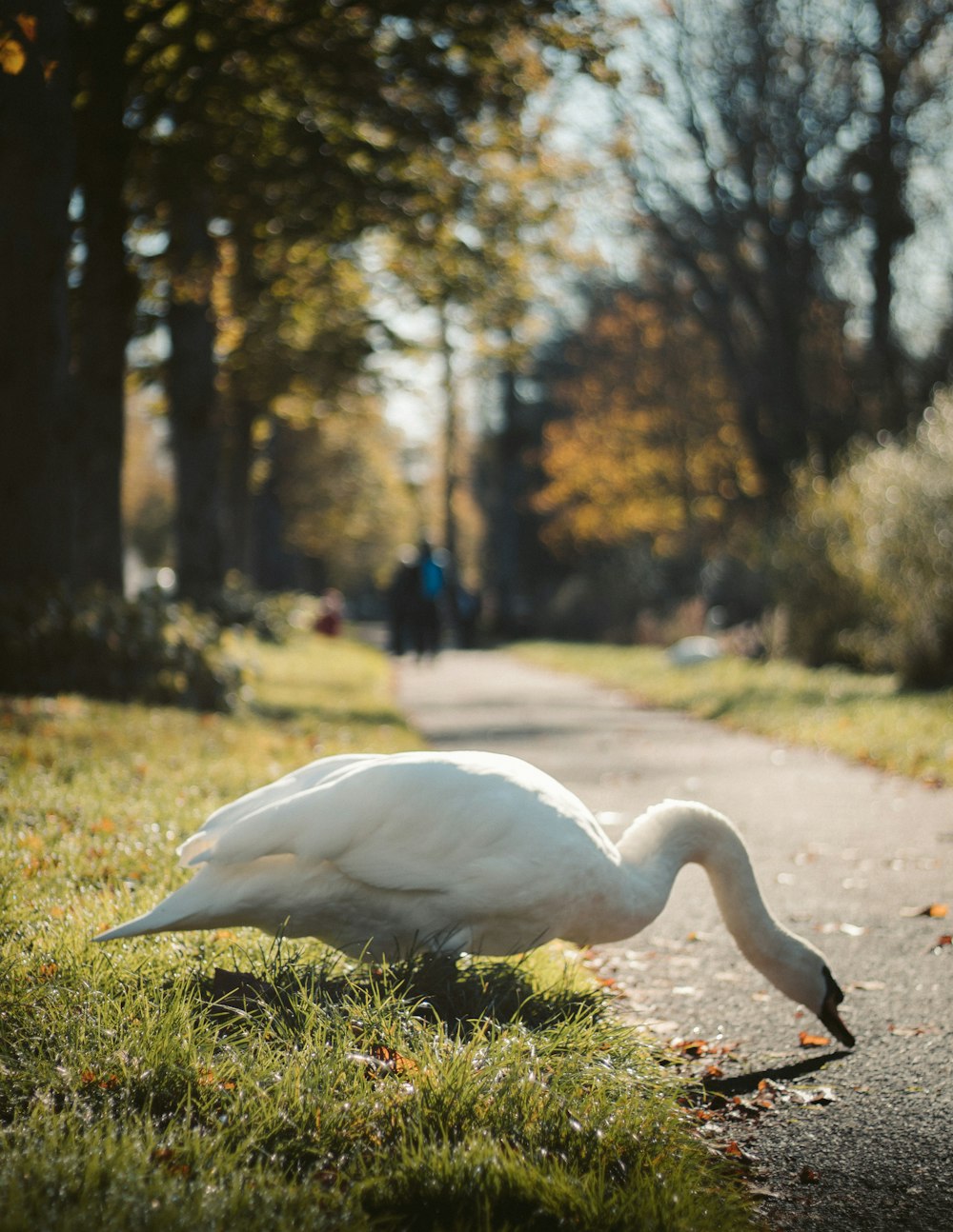 mute swan at the park