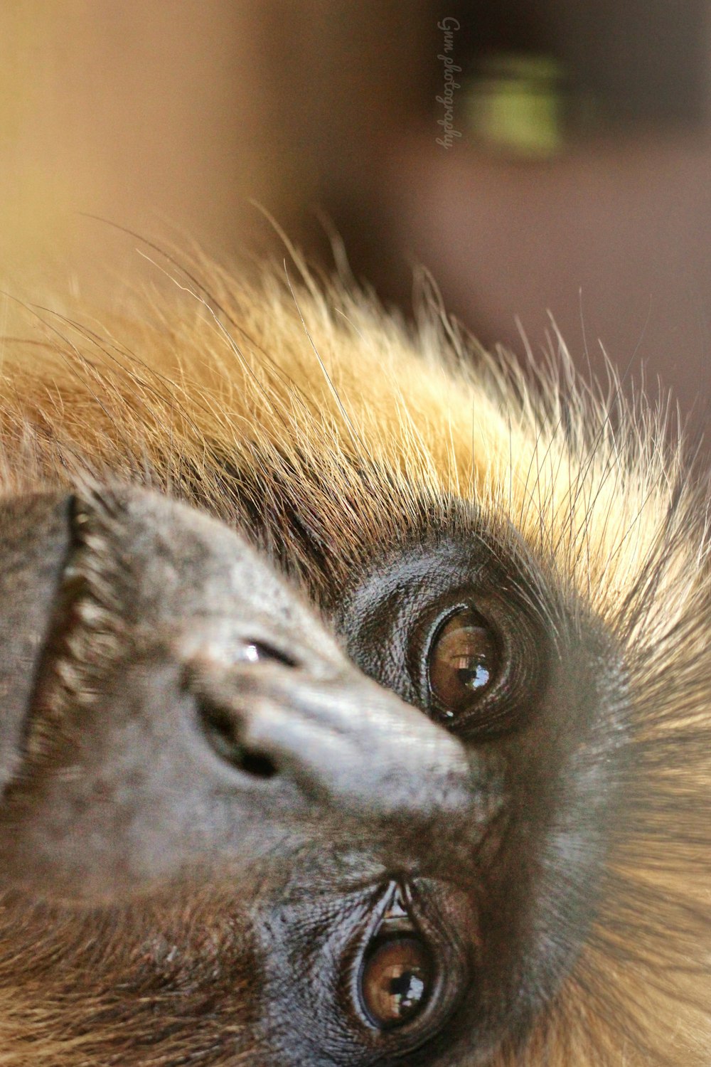 close-up photography of brown monkey