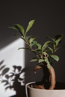 A bonsai plant with a twisted trunk and several green leaves is placed in a light-colored pot. The plant is positioned against a plain wall, with sunlight casting intricate shadows of the leaves onto the surface.