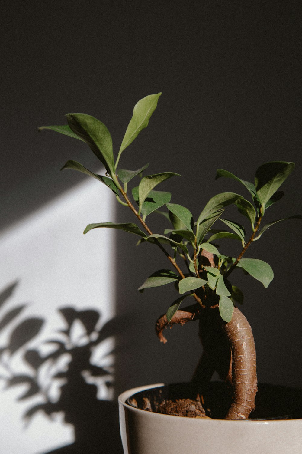 green-leafed potted plant