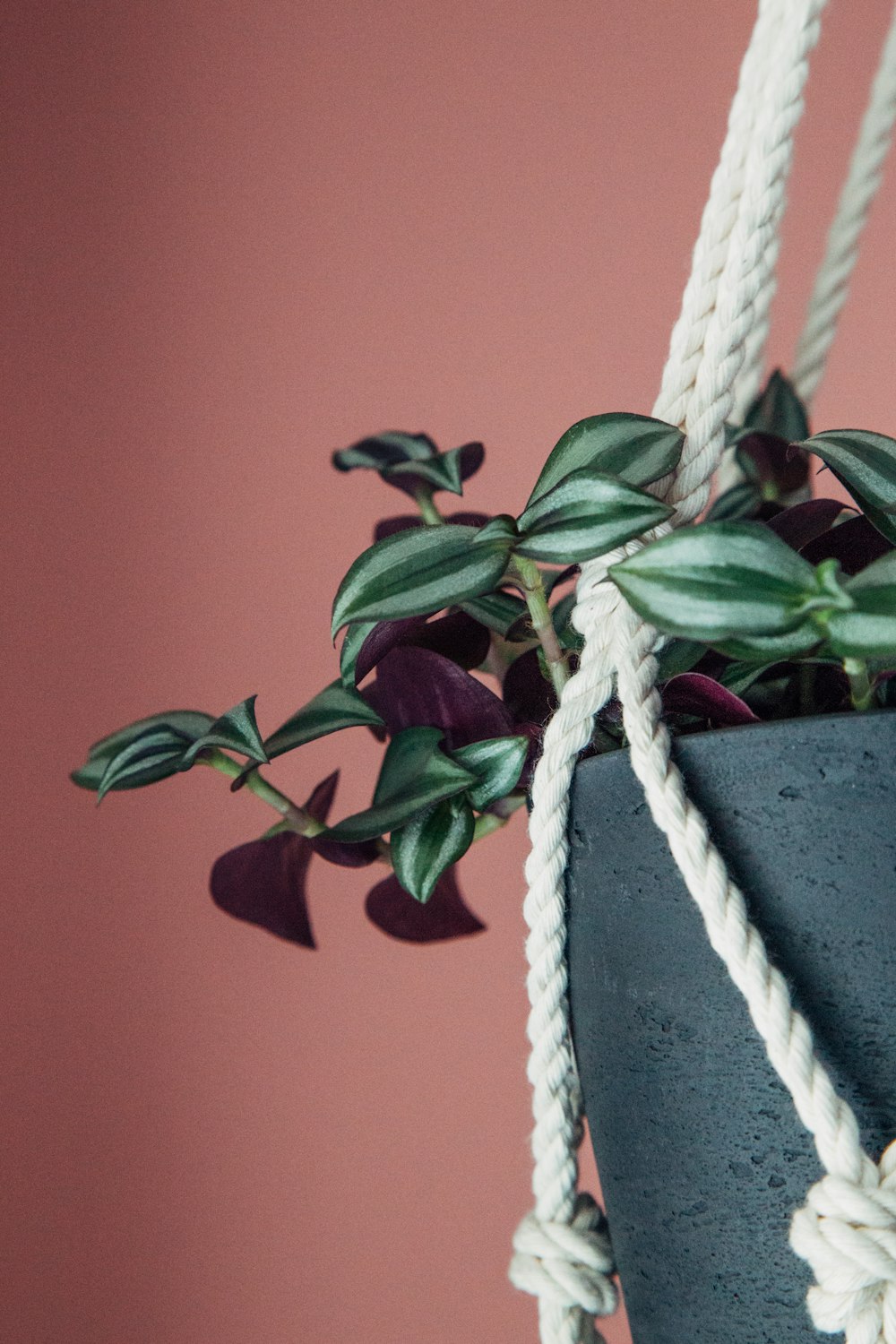 green-leafed plants in pot