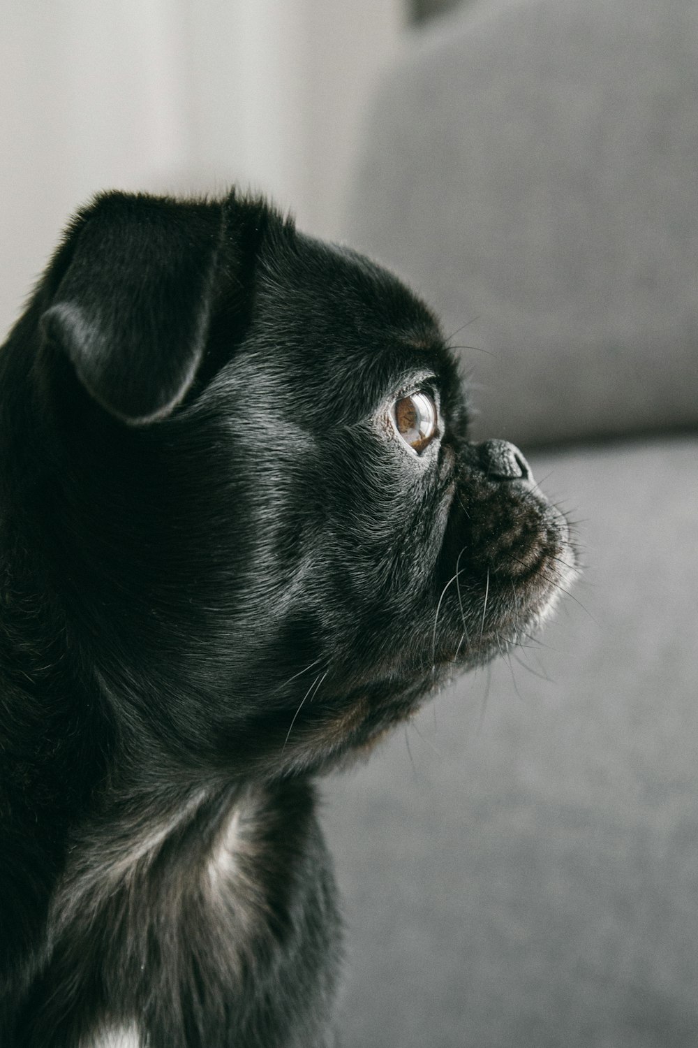 black pug puppy