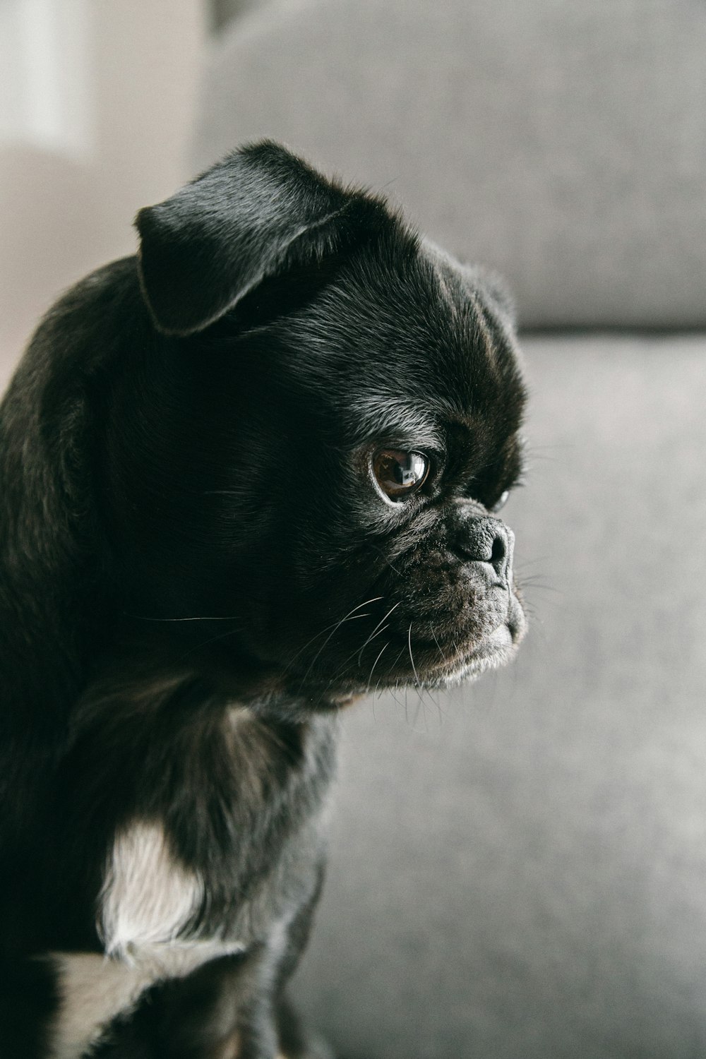 black pug puppy