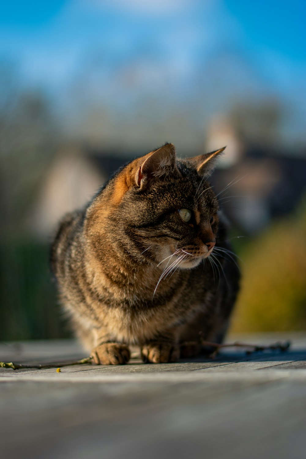 selective focus photography of tortoiseshell cat on ground