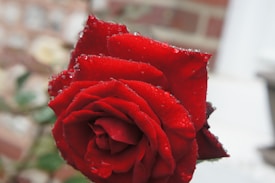 Photo 1542905340 897961dcaf53?q=85&w=275&h=275&fit=crop