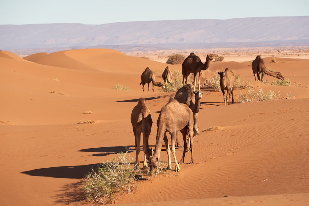 camel on desert