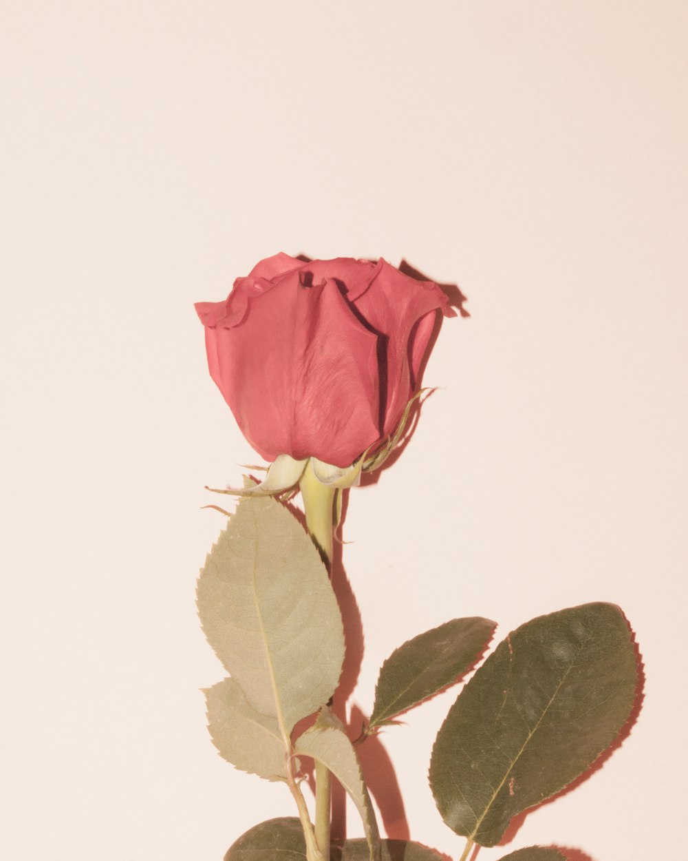 red rose on white background