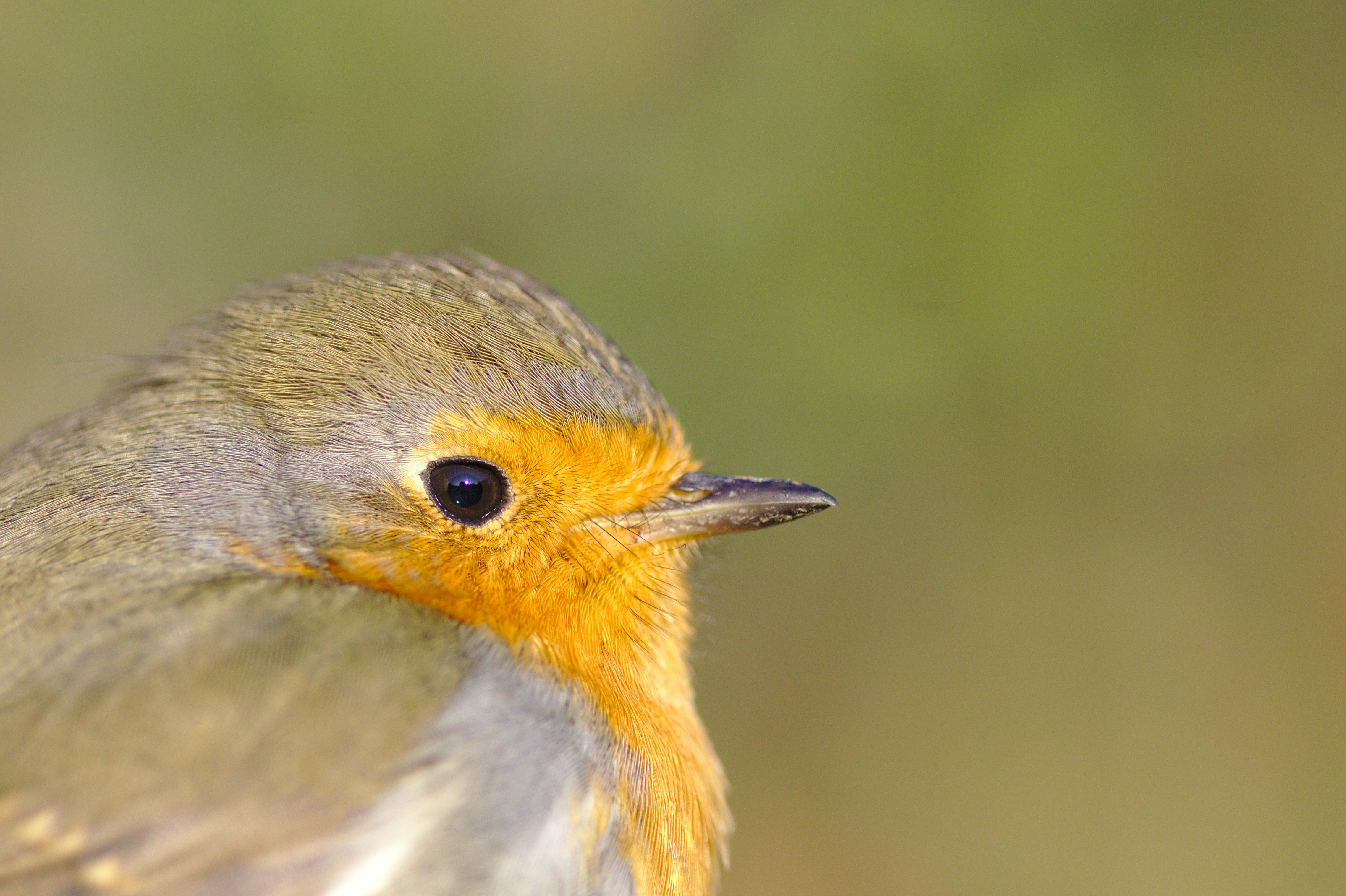 This robin crashed on one of my window. He was convulsing, but we managed to get him in a box, with some blanket to keep him warm enough to survive. One hour later, he was able to move, then left his box 30 minutes later. He just stand on a chair for 10 or 15 more minutes, allowing me to take very close portrait of this small bird. Very impressive to see the complexity of feathers !