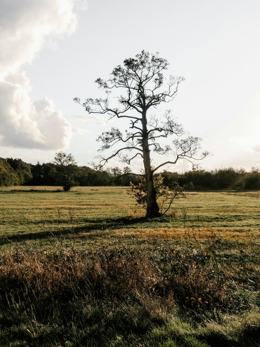 tree on landscape field
