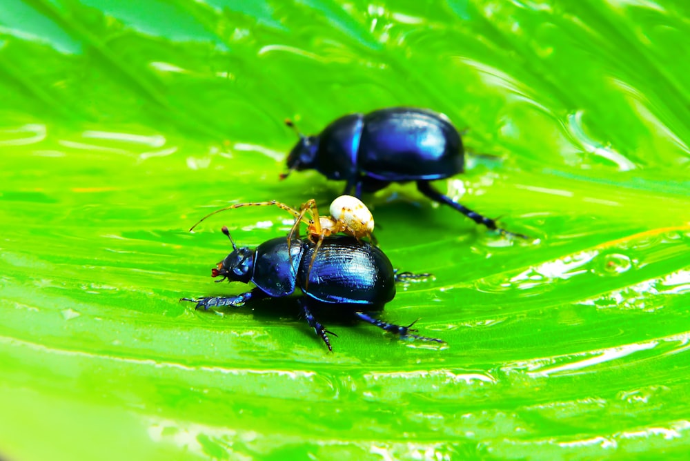 Dos escarabajos en hoja verde