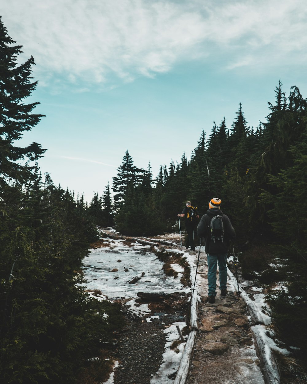 two person walking on pathway surrounded by trees