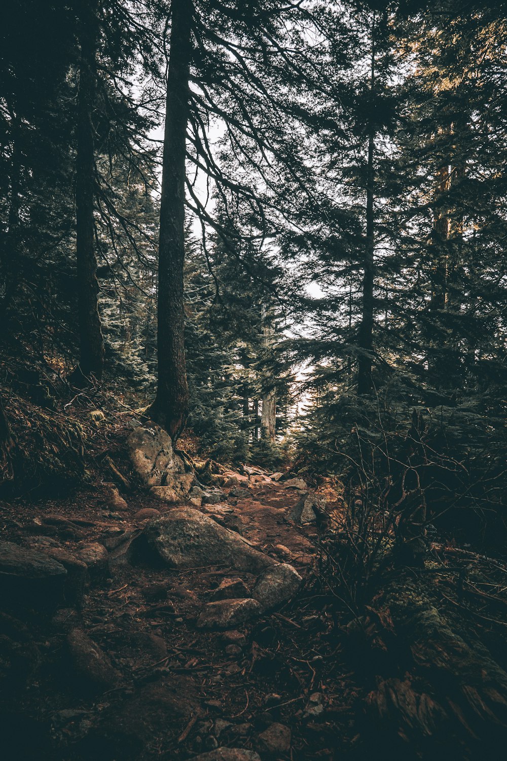 field of trees on mountain