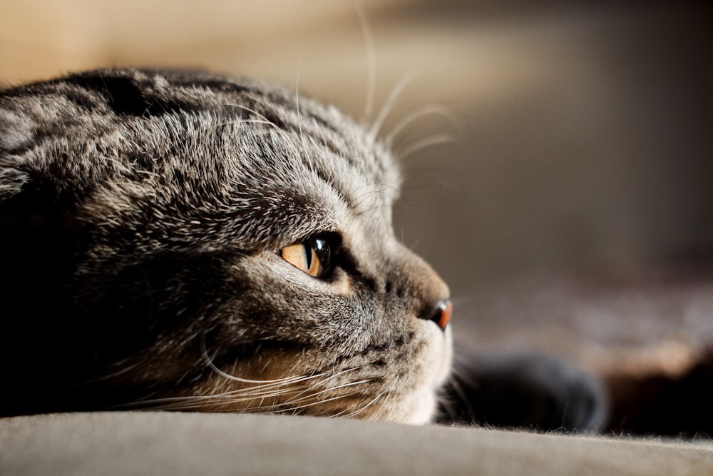 selective focus photo of silver tabby cat