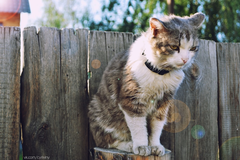 long-fur white and brown cat standing on wooden frame in front of wall