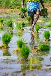 A close-up view of a person planting rice seedlings in a wet, muddy paddy field. The person is wearing a plaid cloth around their waist and holding bundles of young green rice plants. The vivid green seedlings contrast with the brown, muddy water that reflects part of the figure.