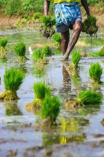 A close-up view of a person planting rice seedlings in a wet, muddy paddy field. The person is wearing a plaid cloth around their waist and holding bundles of young green rice plants. The vivid green seedlings contrast with the brown, muddy water that reflects part of the figure.