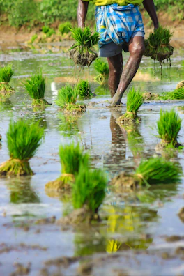 Close-up of farmers’ hands carefully planting rice seedlings in lush green paddies.