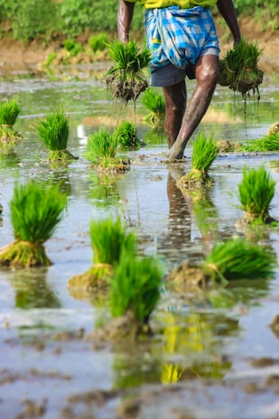 A close-up view of a person planting rice seedlings in a wet, muddy paddy field. The person is wearing a plaid cloth around their waist and holding bundles of young green rice plants. The vivid green seedlings contrast with the brown, muddy water that reflects part of the figure.