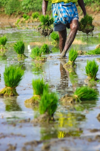 A close-up view of a person planting rice seedlings in a wet, muddy paddy field. The person is wearing a plaid cloth around their waist and holding bundles of young green rice plants. The vivid green seedlings contrast with the brown, muddy water that reflects part of the figure.