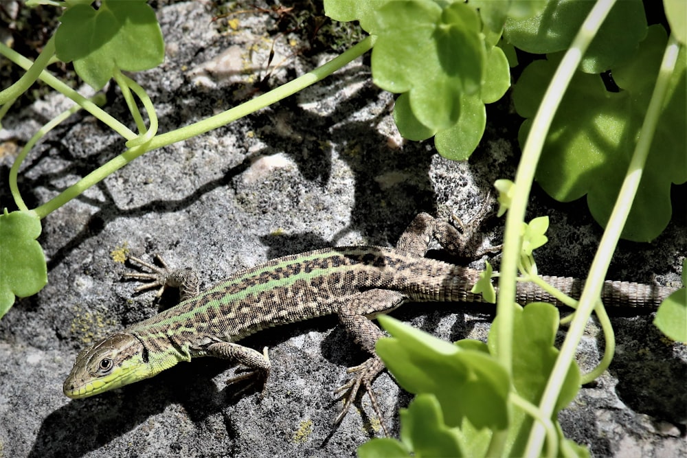 green and black lizard covered green leaves