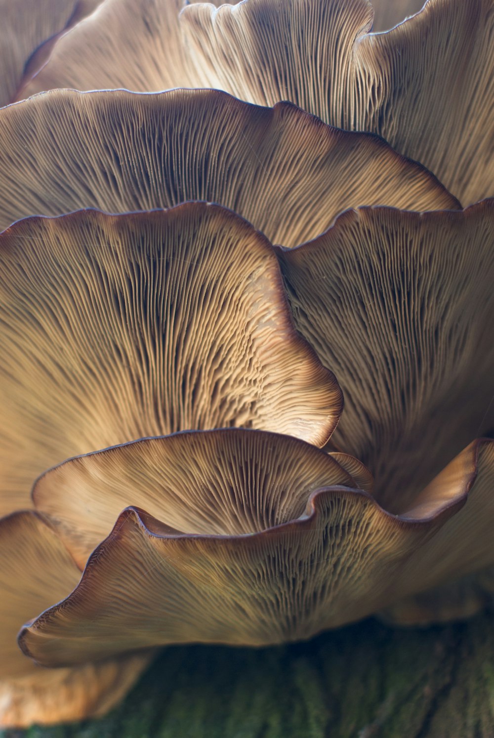 photo de mise au point sélective de champignon