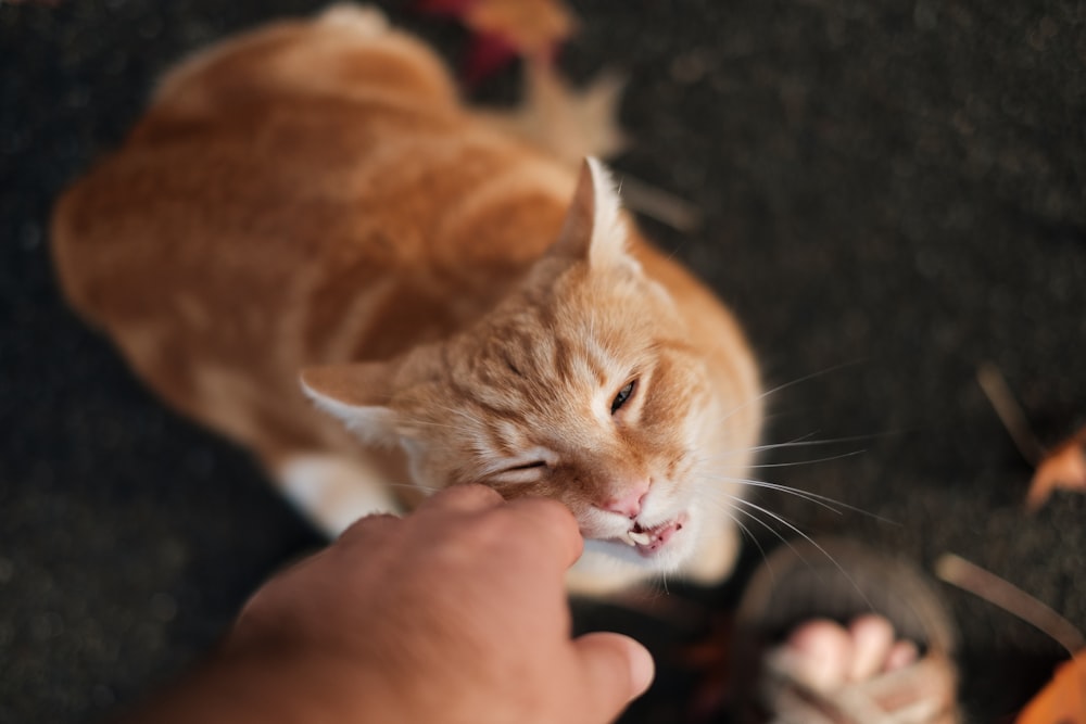 person petting orange tabby cat