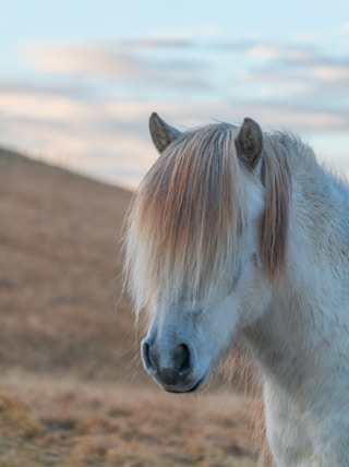 selective focus photo of white horse