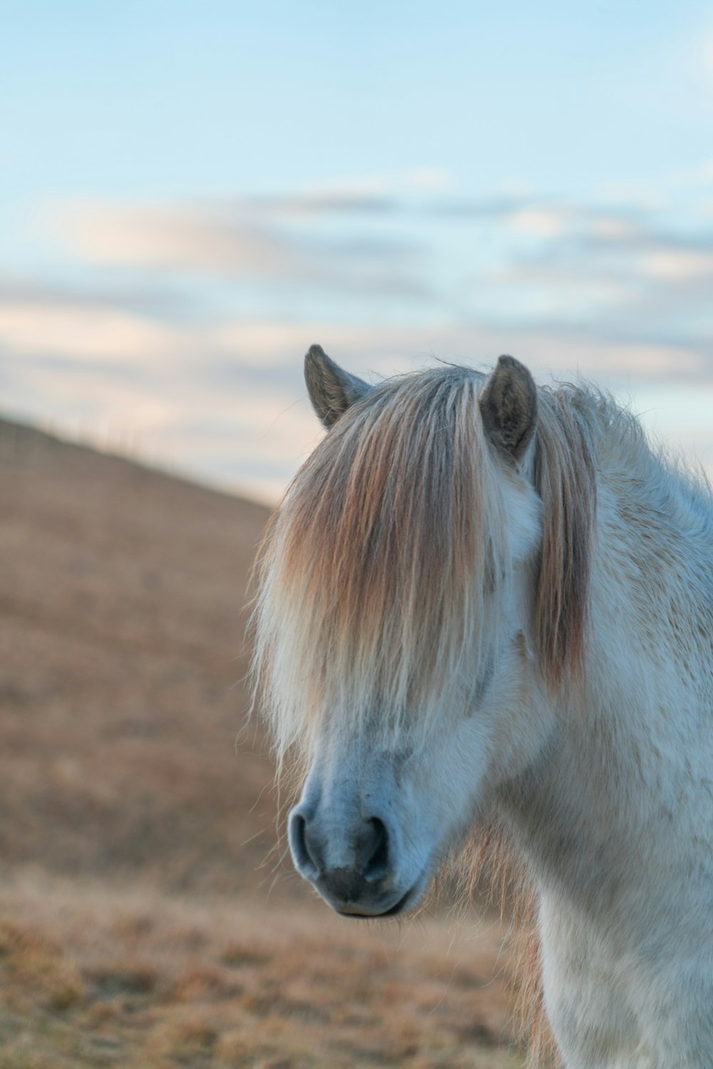 Foto de enfoque selectivo de caballo blanco