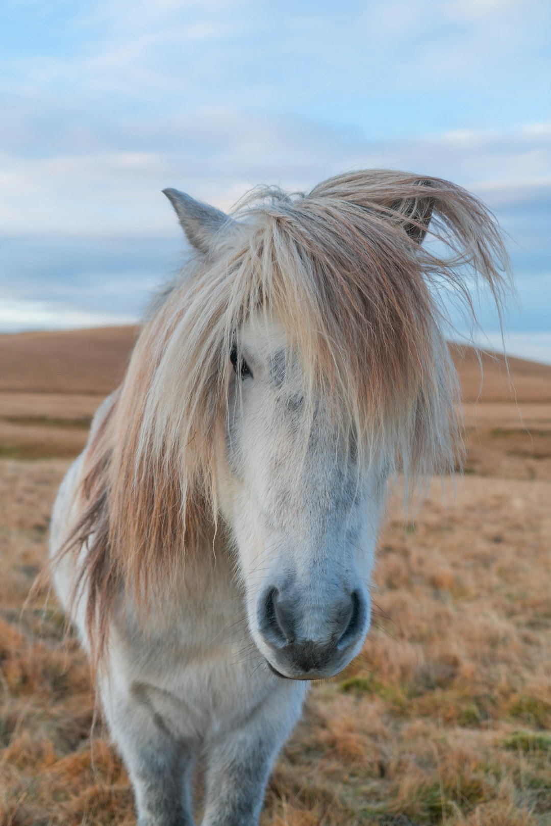 white horse on brown grass field