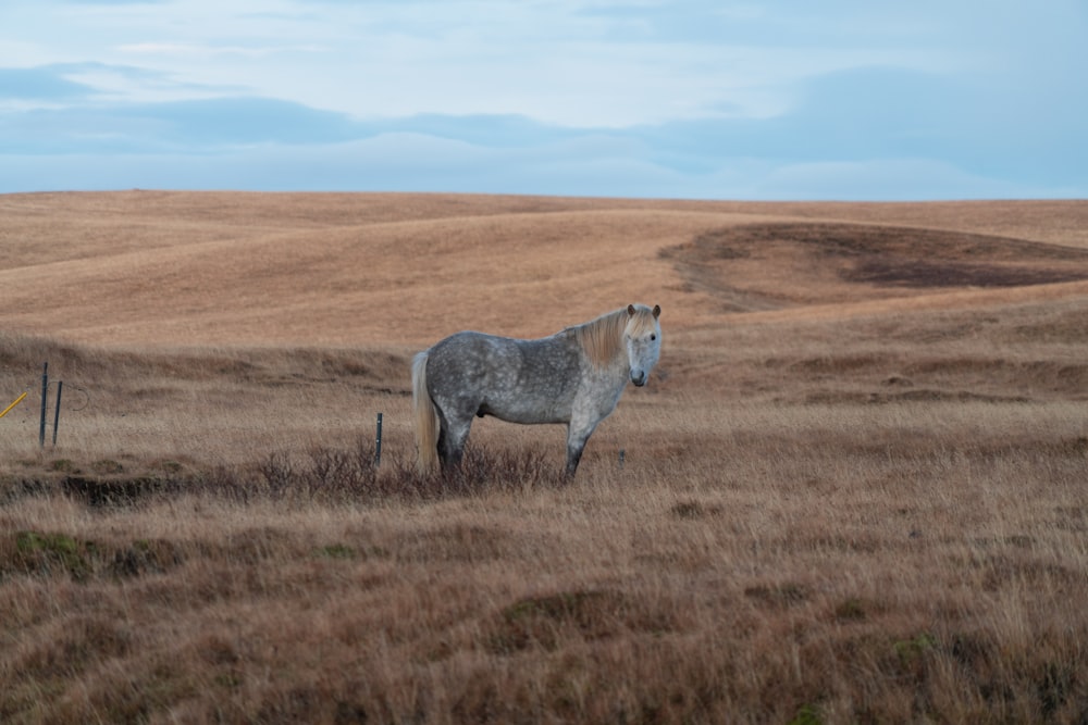 horse standing on brown grass field