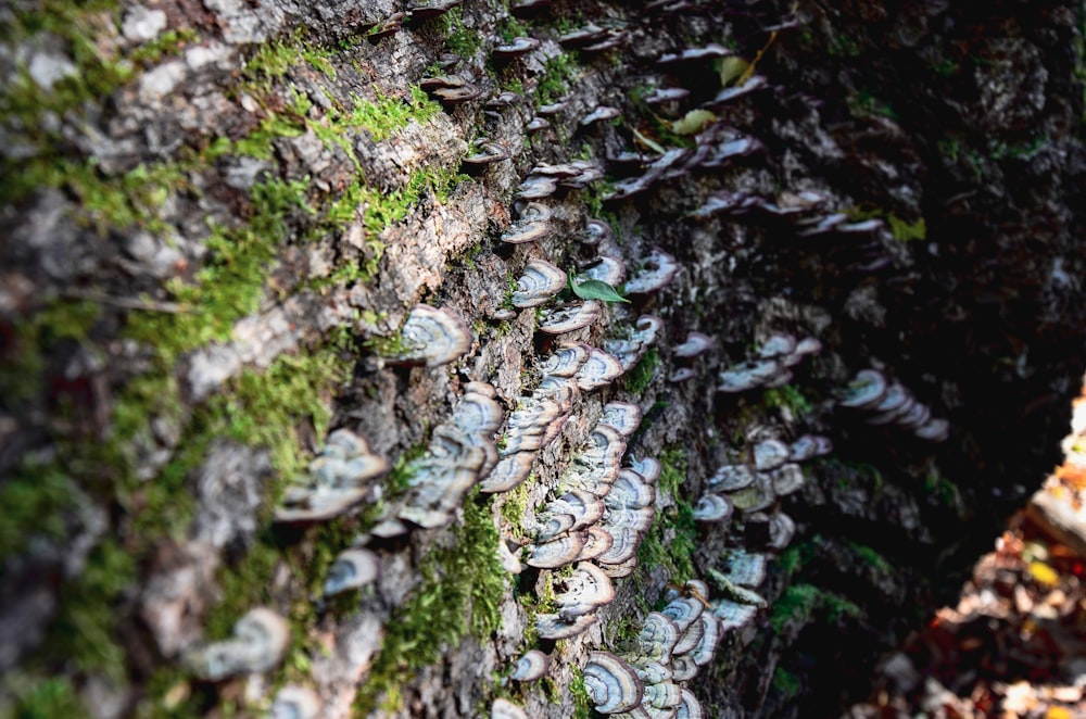 green-and-beige fungi